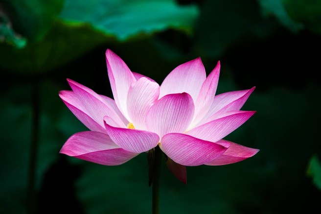 lotus-978659_960_720